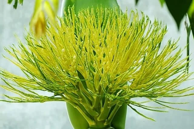 Vương vấn những mùa cau