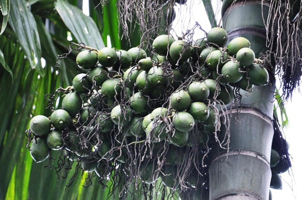 Vương vấn những mùa cau