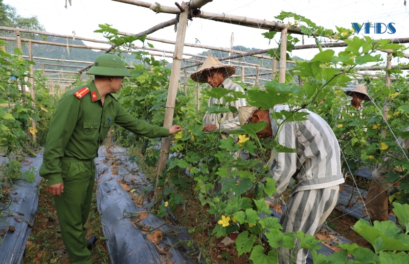 Lao động cải tạo ở Trại giam Thanh Cẩm