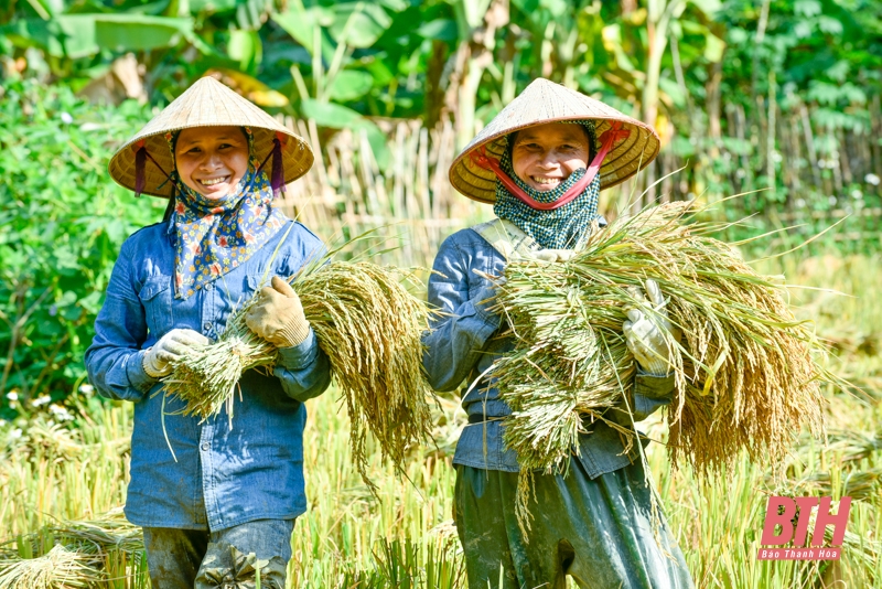 Hương lúa quê nhà