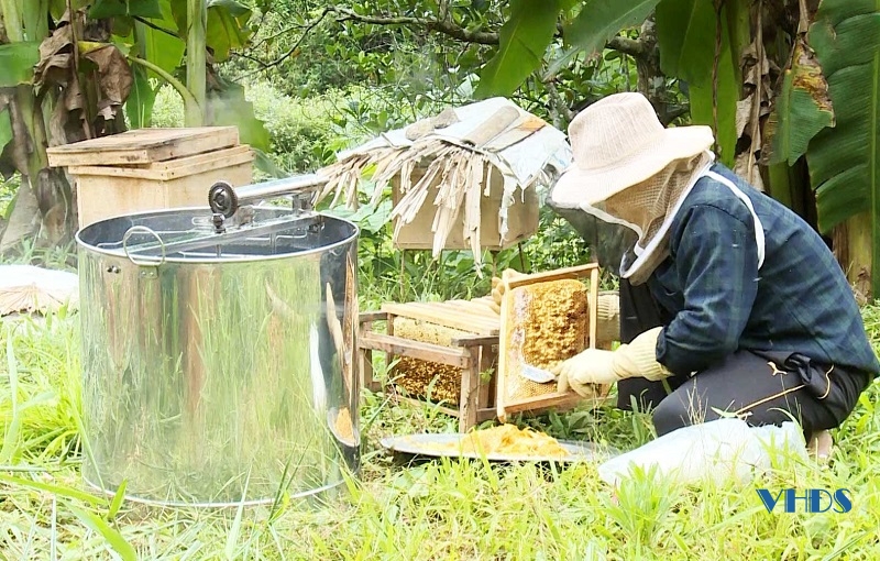 Phát triển nghề nuôi ong lấy mật ở Thường Xuân