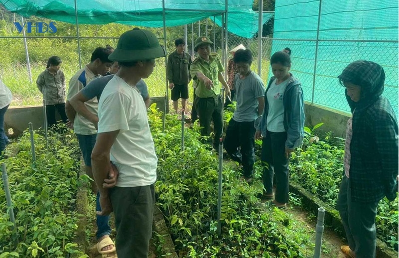 Bảo tồn và phát triển trà hoa vàng dược liệu dưới tán rừng Thạch Thành