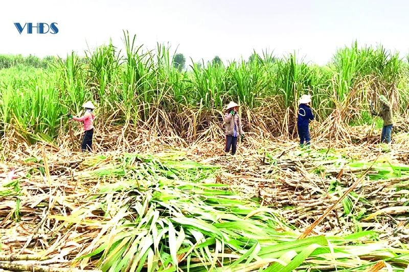 “Lạc” bước giữa quê nhà: “Nhận mặt”