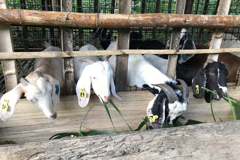 Tín hiệu tích cực từ những mô hình “con nuôi mới, cây trồng mới” ở huyện vùng biên