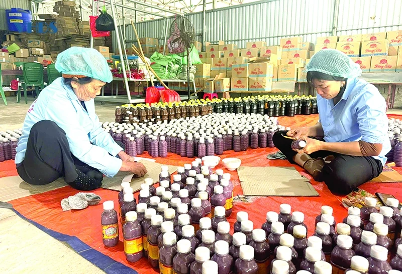 Ði dọc miền biển quê Thanh (Bài 1): “Chắt chiu” vị biển