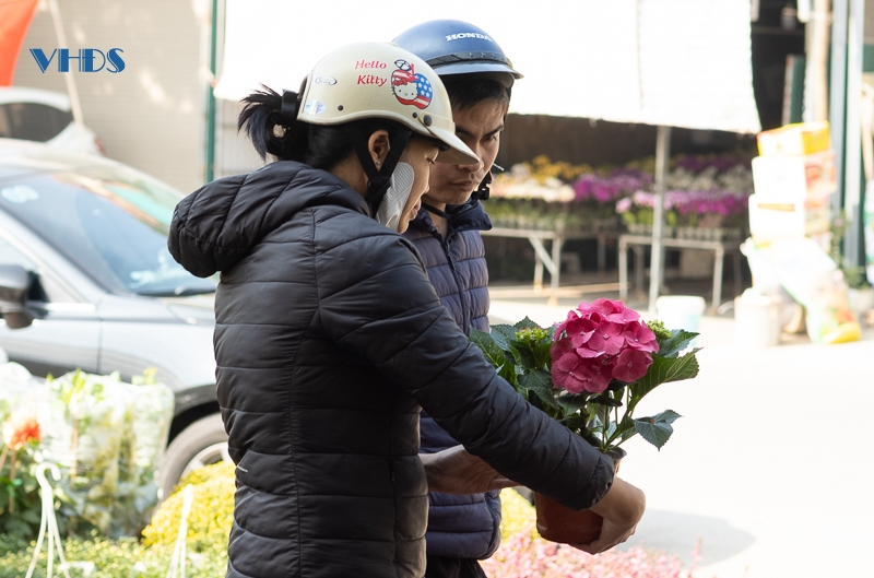 “Lạc” vào phố hoa, cây cảnh lớn nhất TP Thanh Hóa