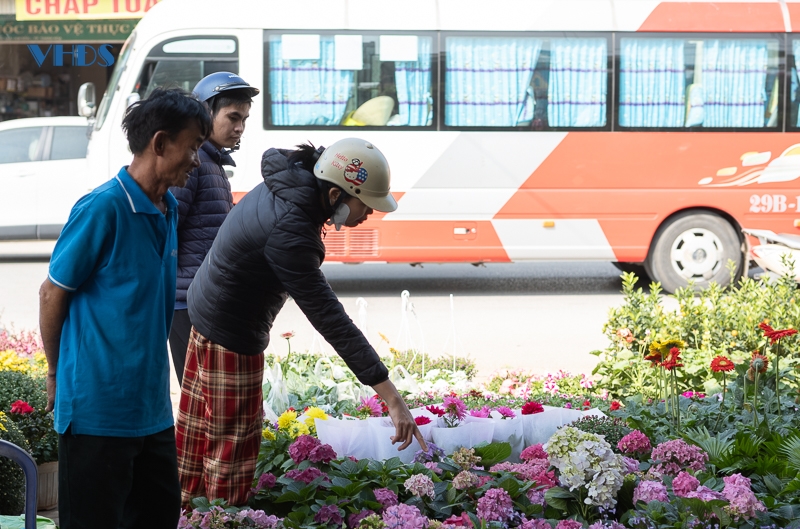 “Lạc” vào phố hoa, cây cảnh lớn nhất TP Thanh Hóa