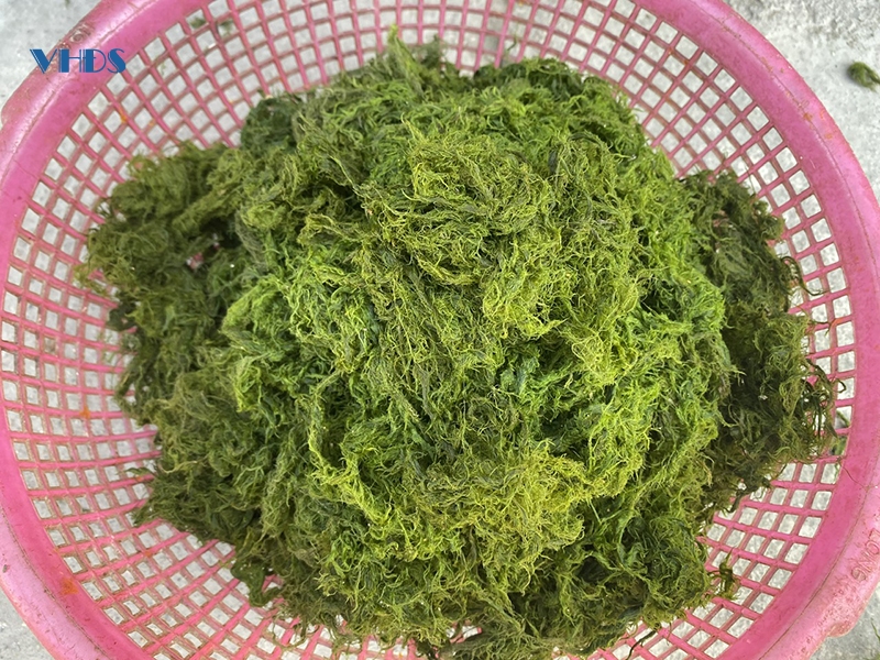 Rêu đá - “thứ quà” bên dòng suối Xim