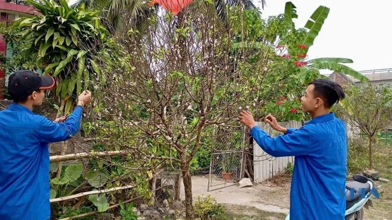 Để đào Tết mãi xanh