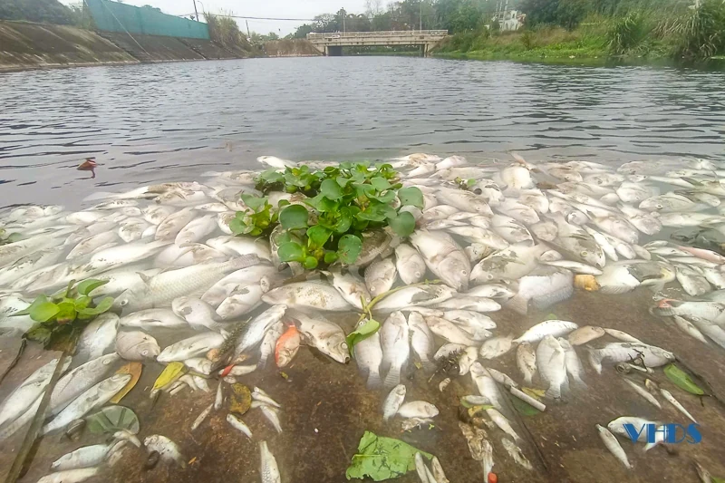 Cận cảnh tình trạng cá chết bất thường trên suối Cổ Đam