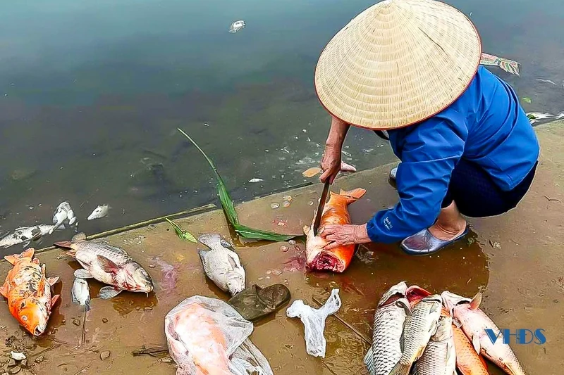 Cận cảnh tình trạng cá chết bất thường trên suối Cổ Đam