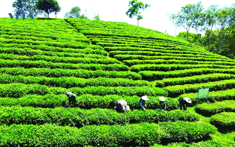 Tâm tư trên những vùng chè (bài 3): Nâng tầm giá trị cho chè xứ Thanh