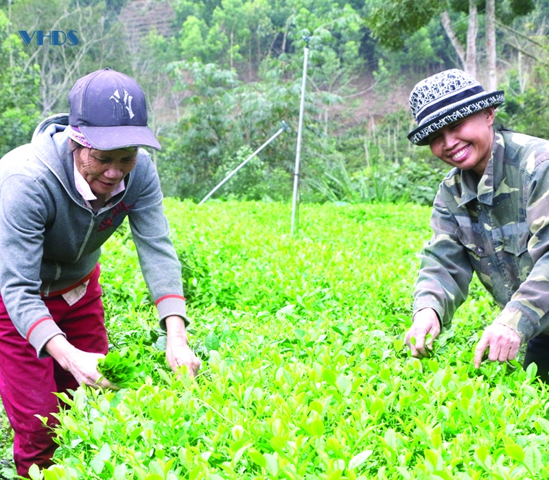 Tâm tư trên những vùng chè (bài 3): Nâng tầm giá trị cho chè xứ Thanh
