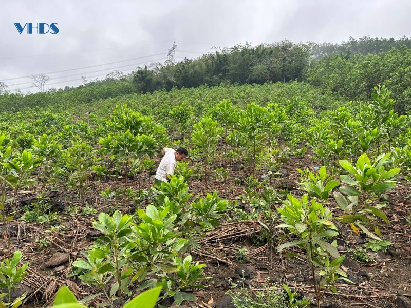 Huyện Cẩm Thủy tăng cường công tác bảo vệ và phát triển rừng