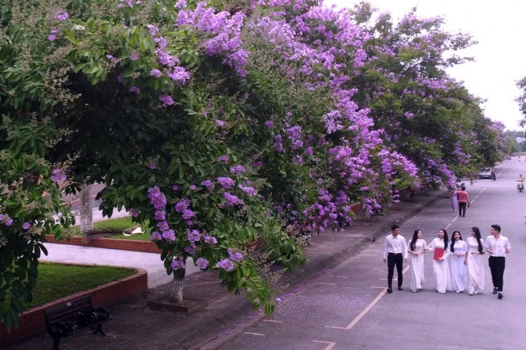 Sắc tím một thời thanh xuân