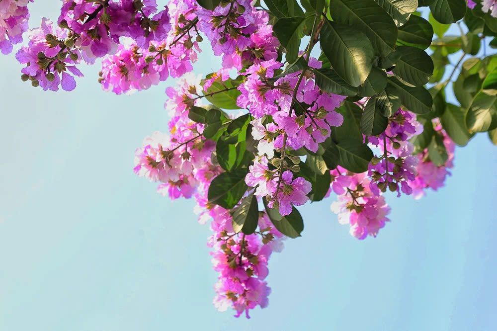 Sắc tím một thời thanh xuân