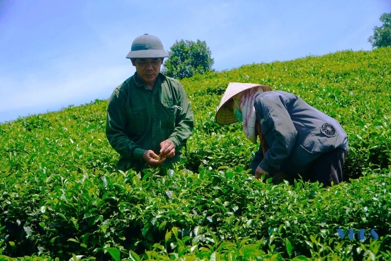 Mướt xanh đồi chè trên đất Bình Sơn
