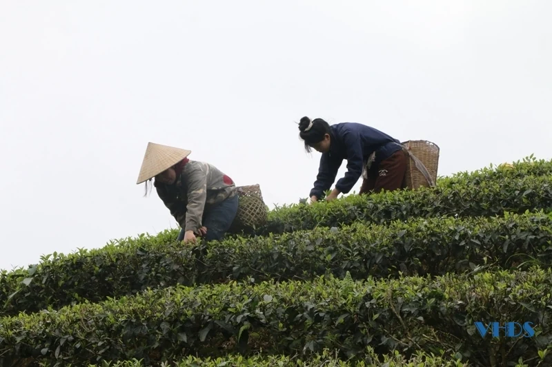 Mướt xanh đồi chè trên đất Bình Sơn
