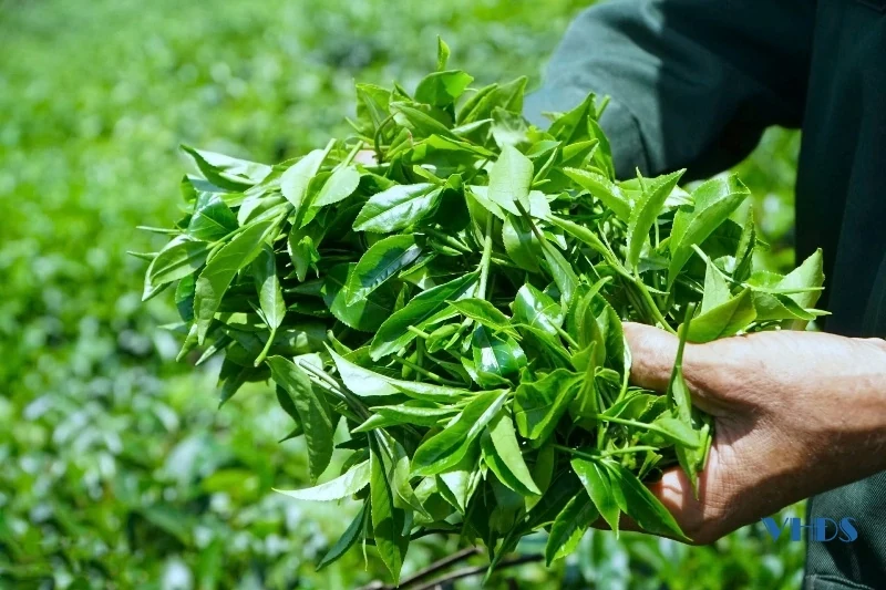 Mướt xanh đồi chè trên đất Bình Sơn