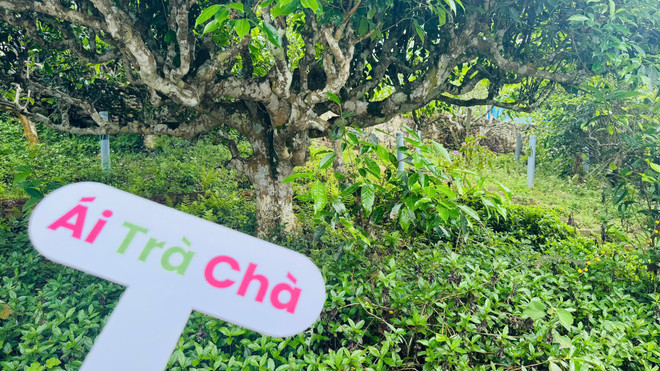 Đánh thức niềm tự hào và tình yêu di sản Việt trong giới trẻ bằng 1 ngụm trà?