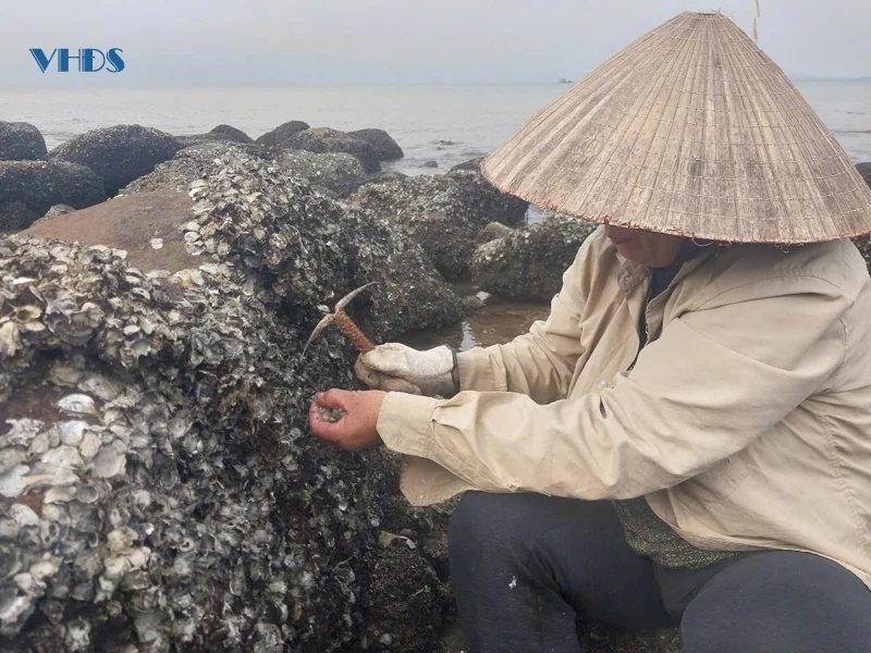 Hàu ơi...