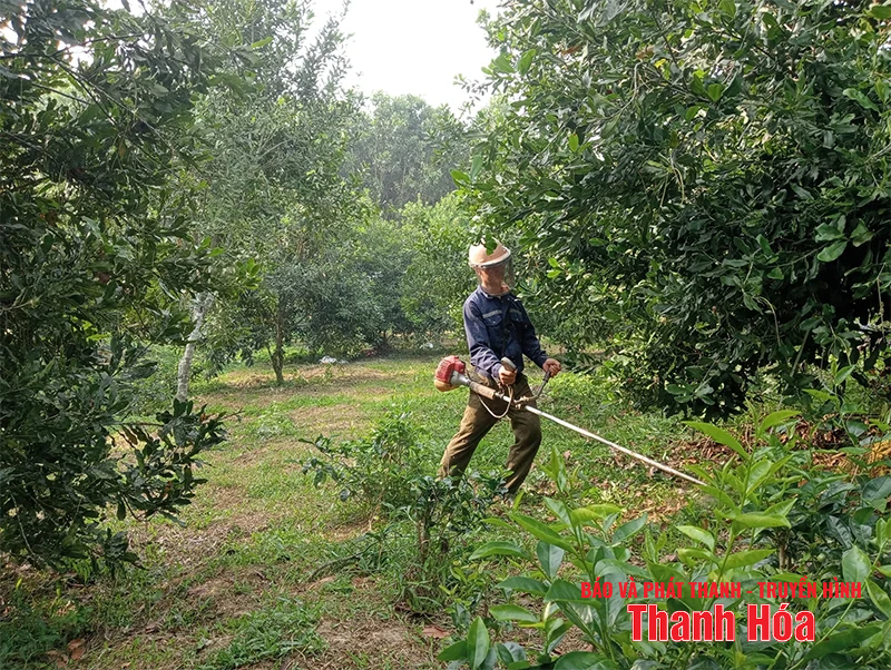Cây mắc ca trên vùng đồi Thượng Ninh