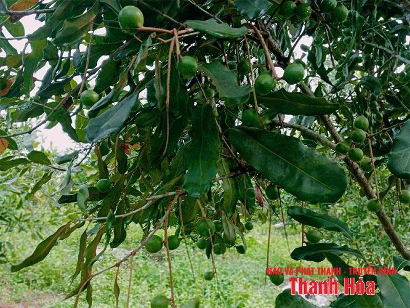 Cây mắc ca trên vùng đồi Thượng Ninh