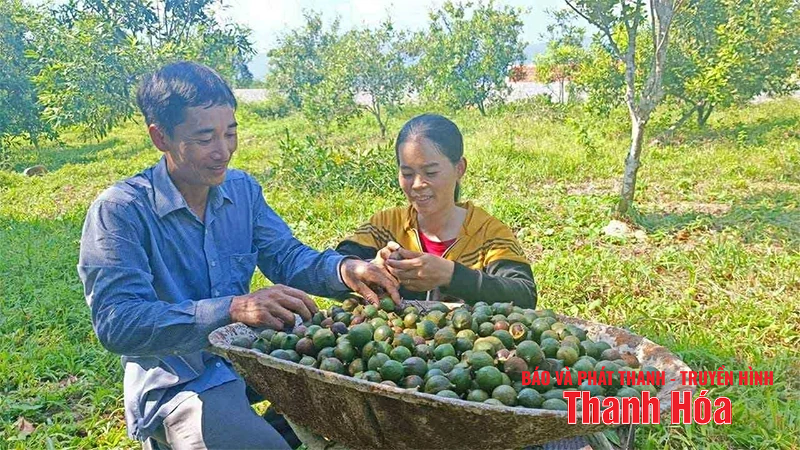 Cây mắc ca trên vùng đồi Thượng Ninh