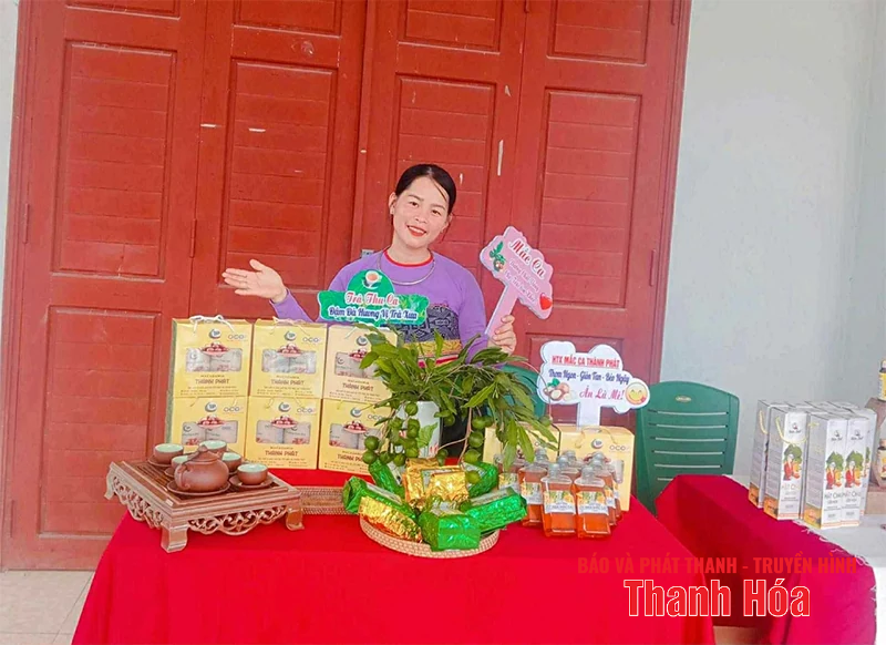 Cây mắc ca trên vùng đồi Thượng Ninh