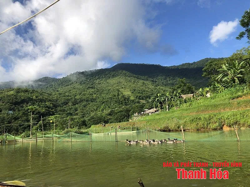 Xây dựng và phát triển thương hiệu vịt Cổ Lũng