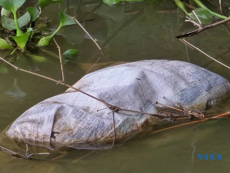 Đừng để dòng sông vọng lên lời kêu cứu