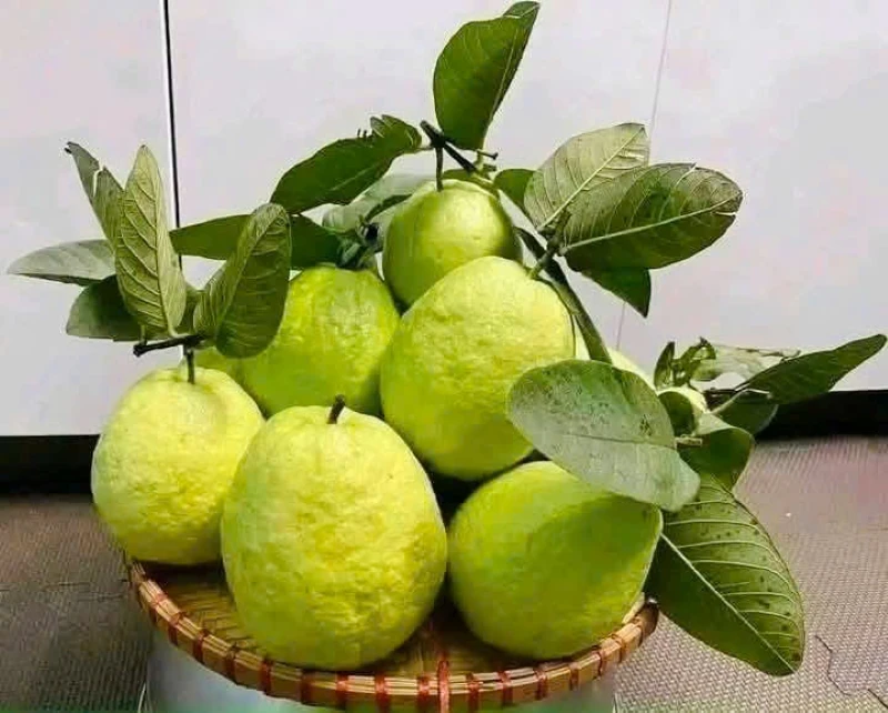 Cây ổi lê trên đất Hà Long