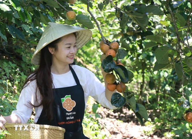 Khám phá mùa quả hồng trên cao nguyên Đà Lạt