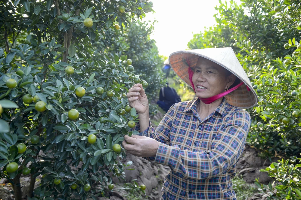 Làng quất Hợp Tiến vào vụ Tết: Nông dân chạy nước rút trước “mùa vàng”