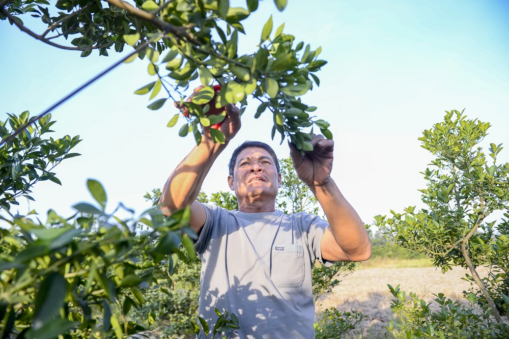 Làng quất Hợp Tiến vào vụ Tết: Nông dân chạy nước rút trước “mùa vàng”