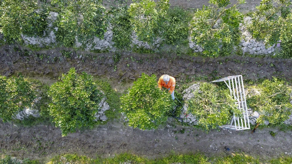 Làng quất Hợp Tiến vào vụ Tết: Nông dân chạy nước rút trước “mùa vàng”