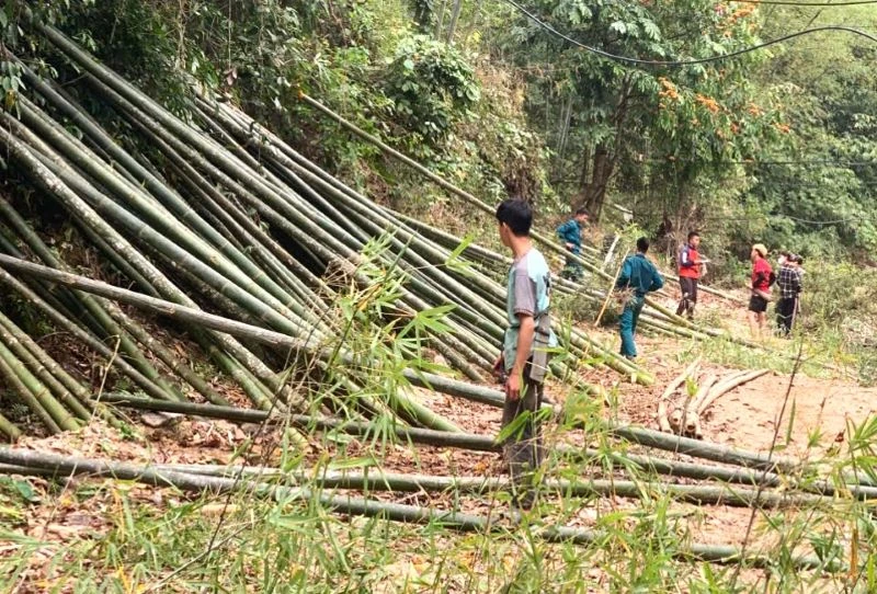 Thanh niên xã Sơn Điện hỗ trợ bà con chặt luồng gây quỹ