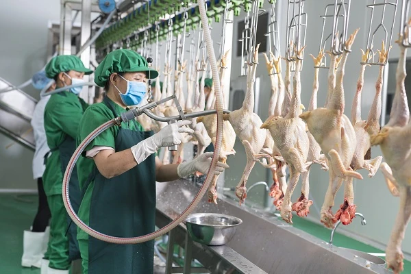 Thanh Hóa xây dựng mạng lưới cơ sở giết mổ tập trung, phát triển công nghiệp chế biến chăn nuôi năm 2026